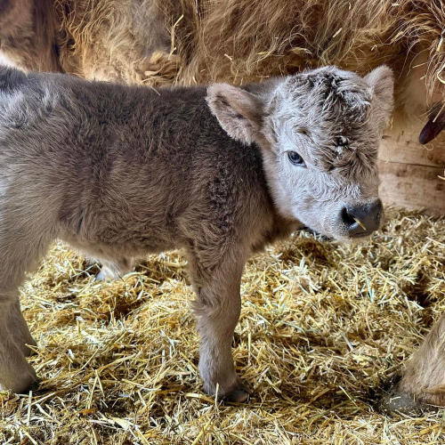 Mini Highland Heifers (Females) | Micro & Miniature Heritage Breed | Registered